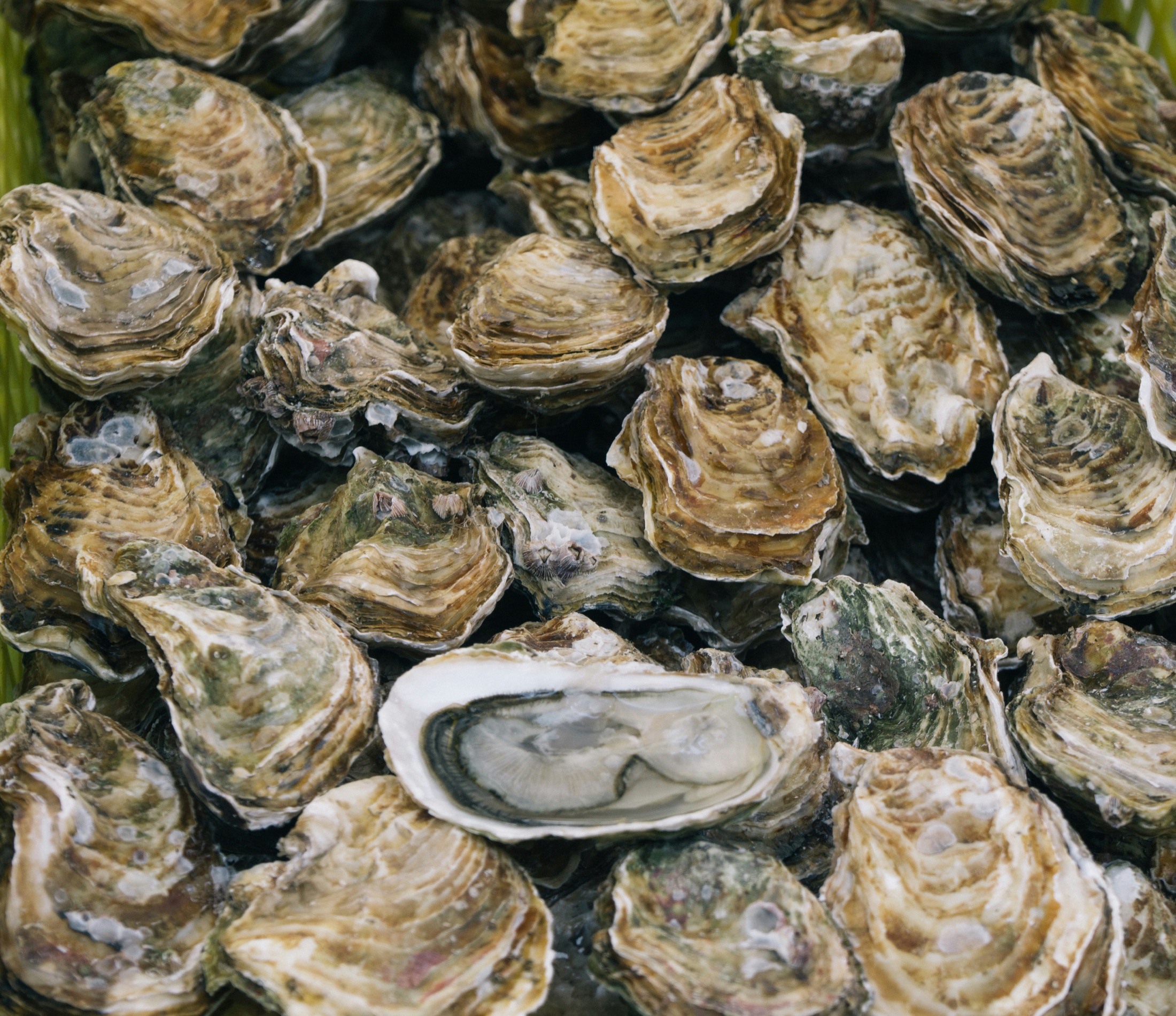 Oysters growing together at the shoreline