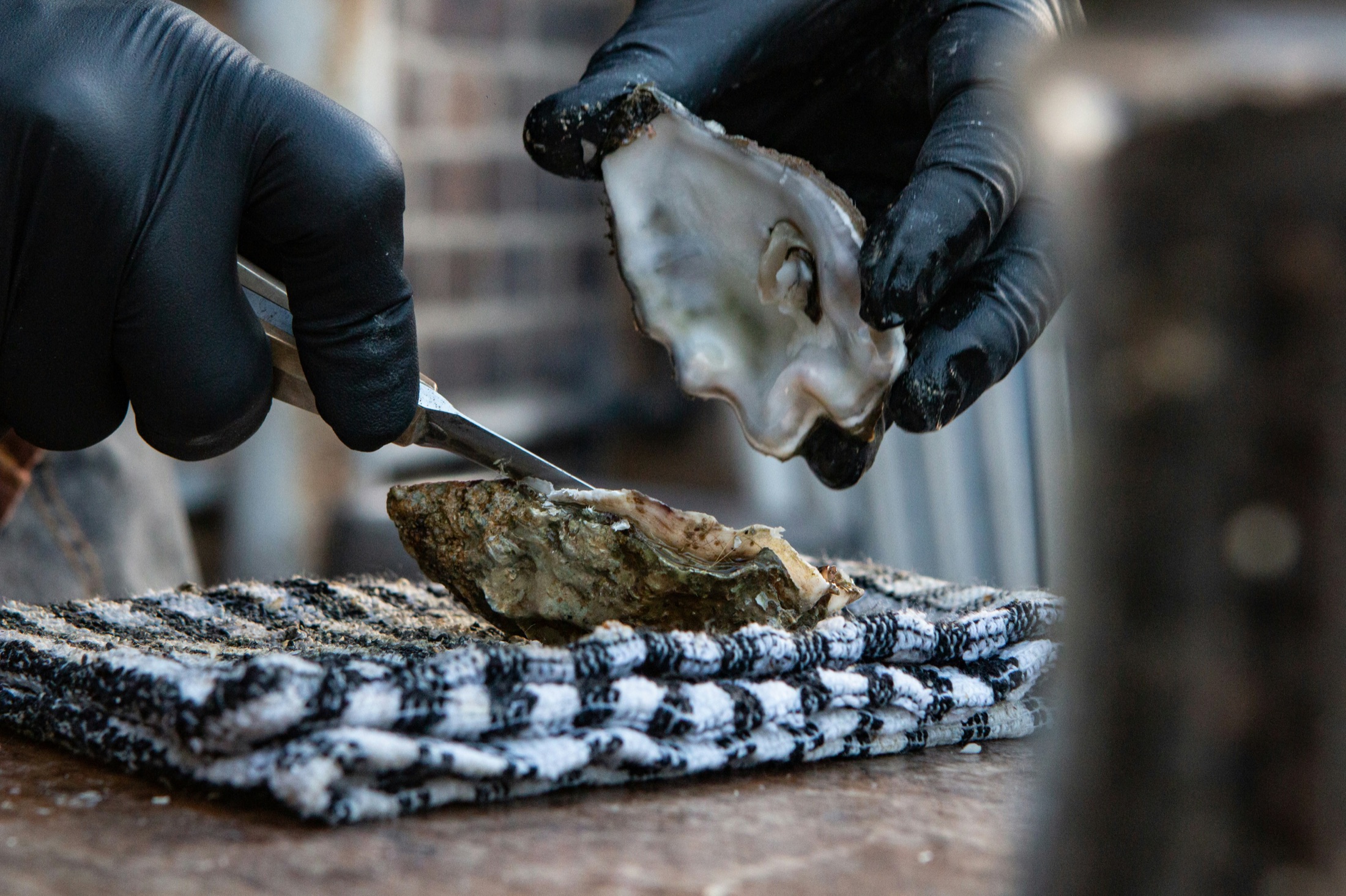 A freshly shucked oyster held in gloved hands